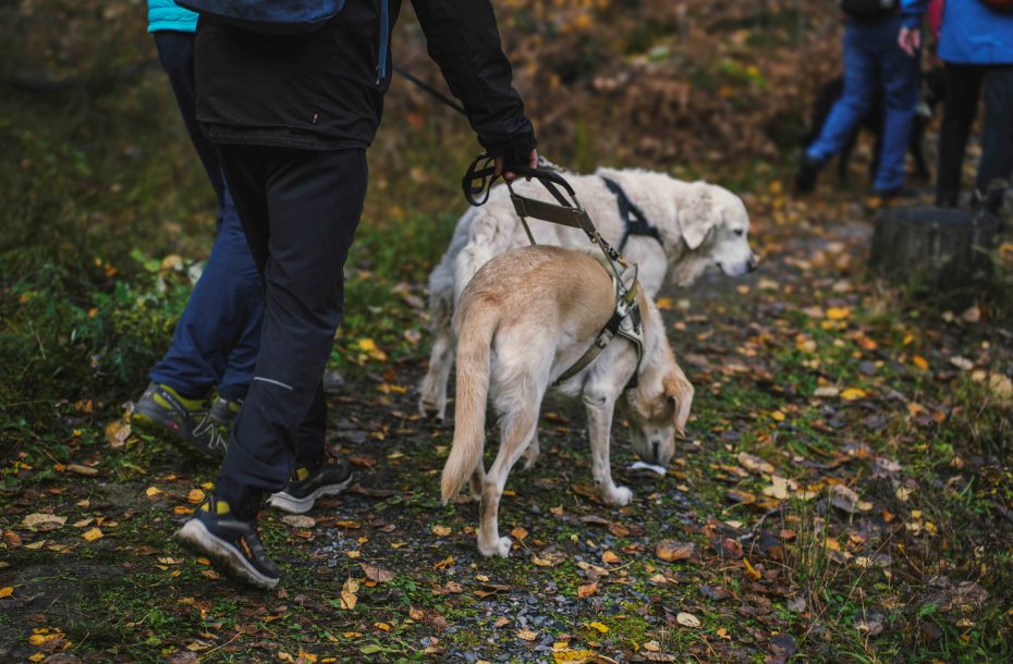 Opaskoirakoiden hyvinvointitapahtuma 13.2.2026